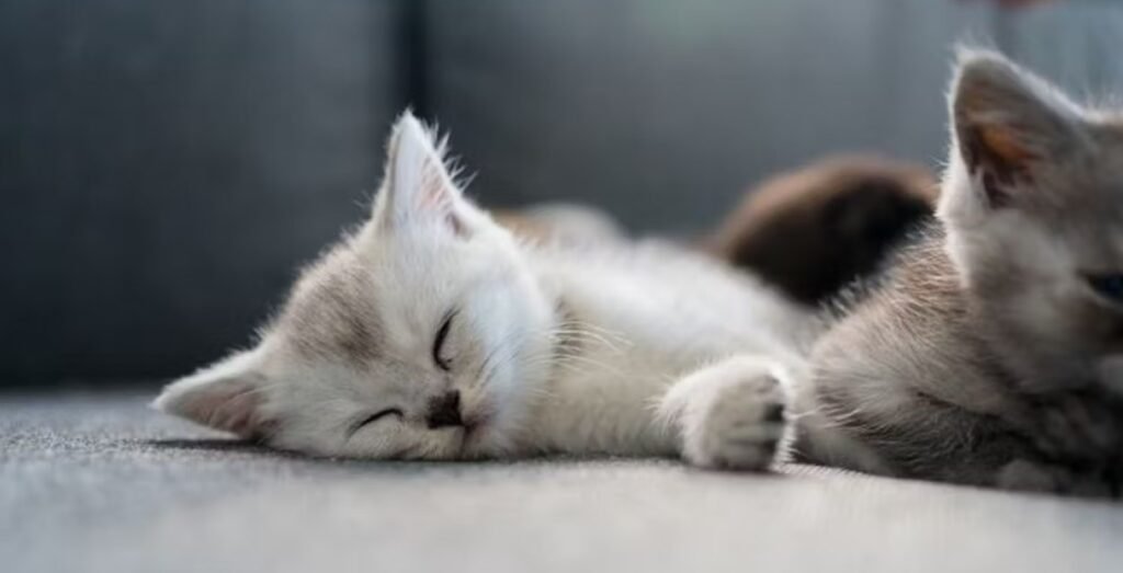 How to Care for a Cat