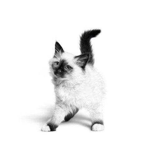 How to Care for a Cat