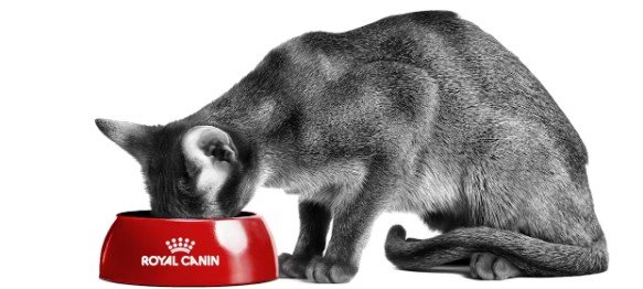 How to Care for a Cat