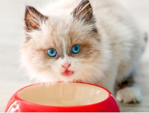 How to Care for a Cat
