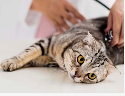 how do you take care of a cat