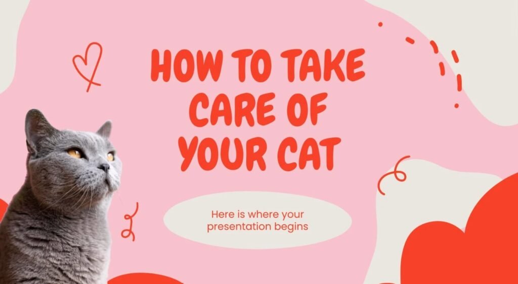  how do you take care of a cat
