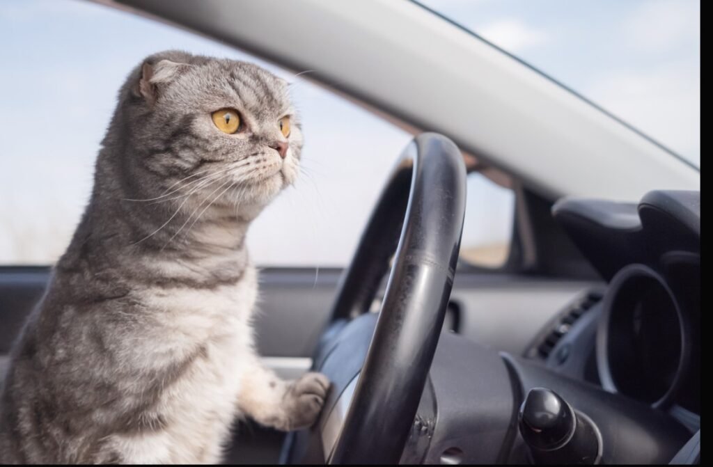 What Are Cats in a Car