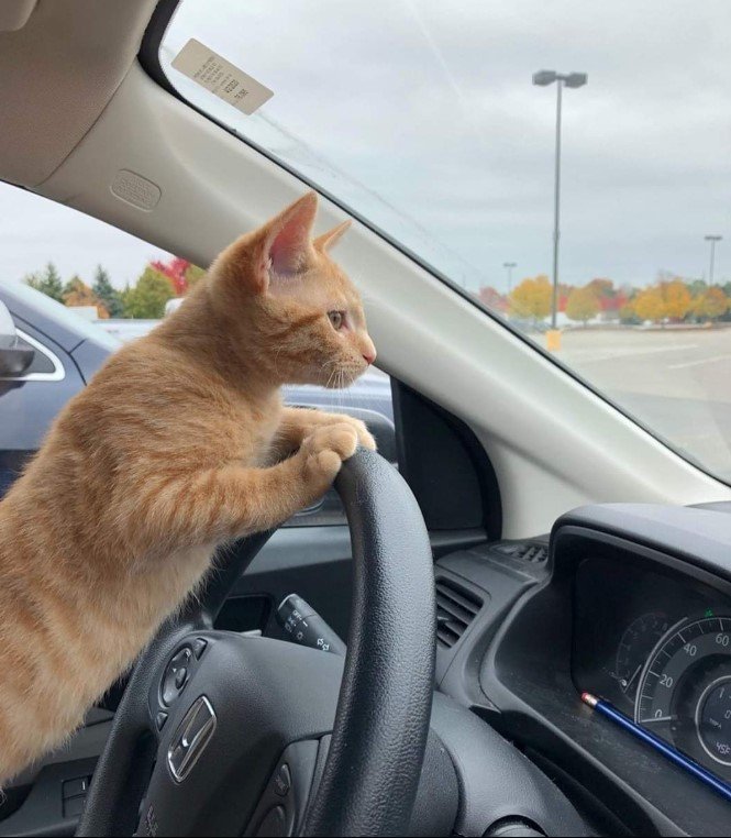 What Are Cats in a Car