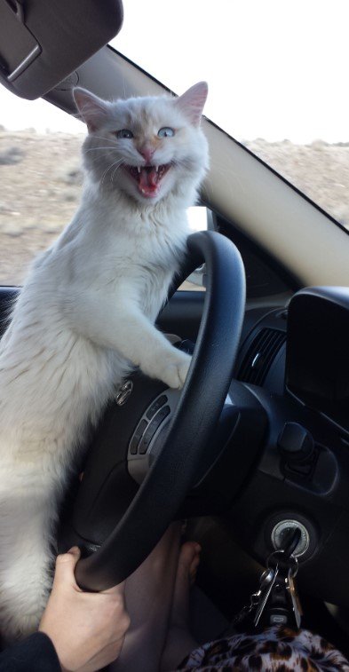 What Are Cats in a Car