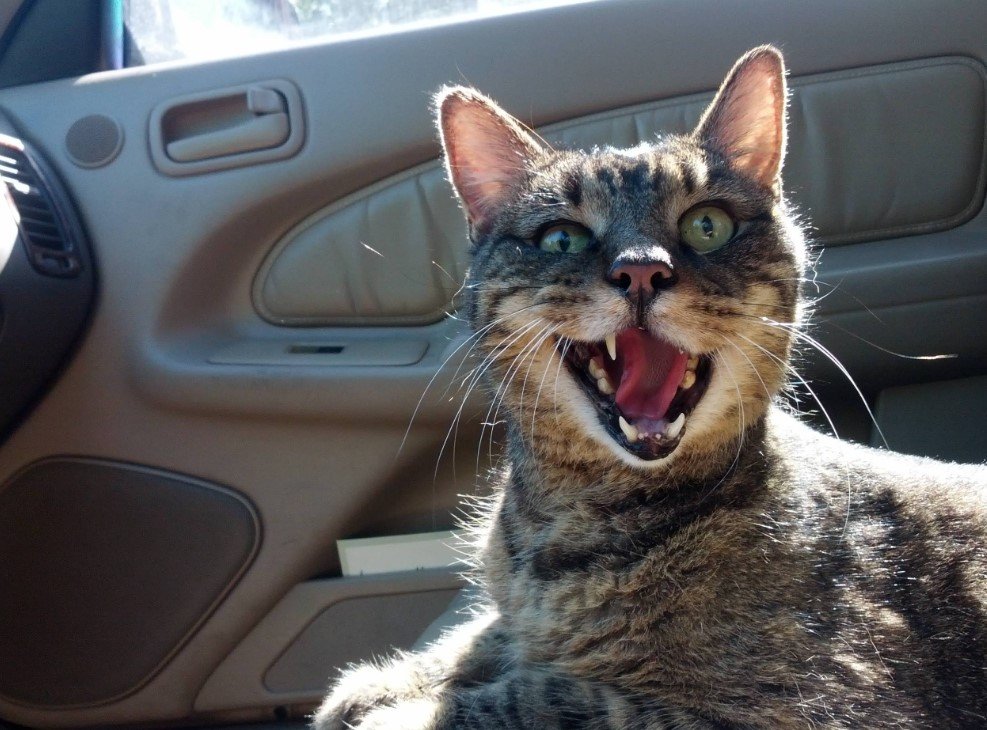 What Are Cats in a Car