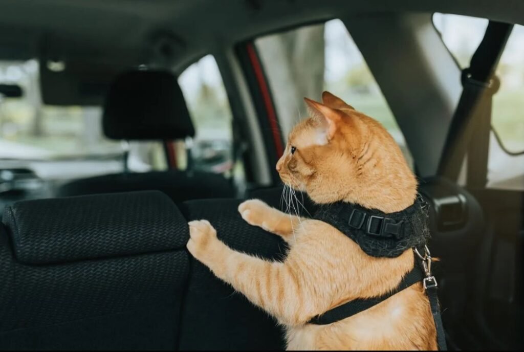 What Are Cats in a Car