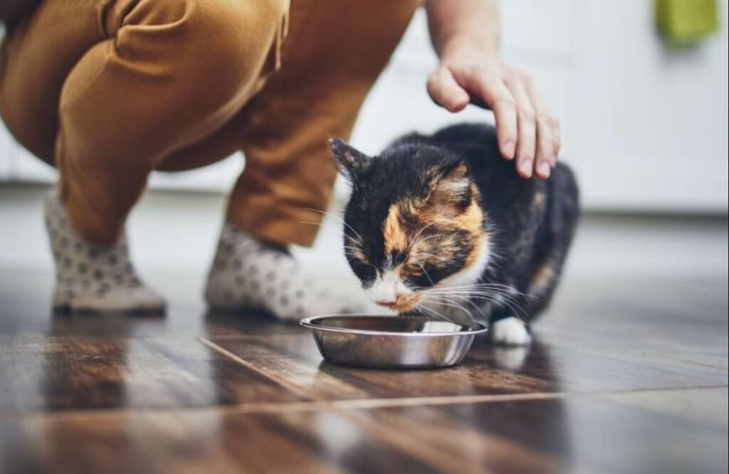 How to Travel with Cats in a Car Long Distance