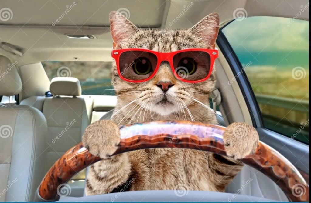 How to Travel with Cats in a Car Long Distance
