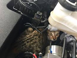 How to Calm a Cat in a Car