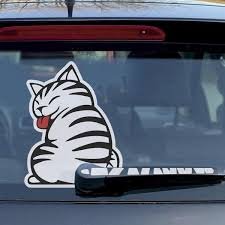 How to Travel with Cats in a Car Long Distance