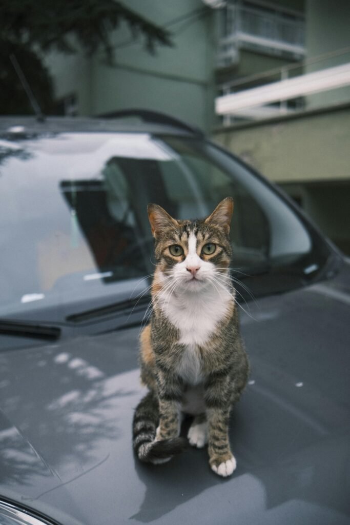 How to Calm a Cat in a Car