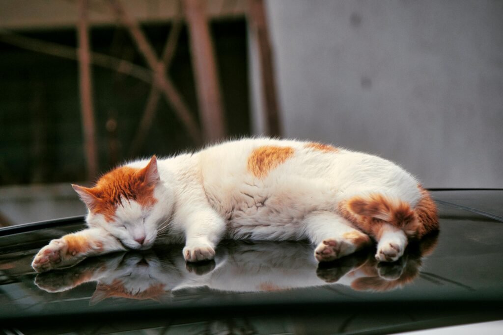 How to Calm a Cat in a Car