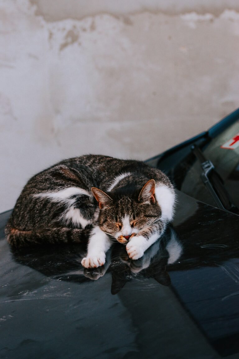 How to Calm a Cat in a Car