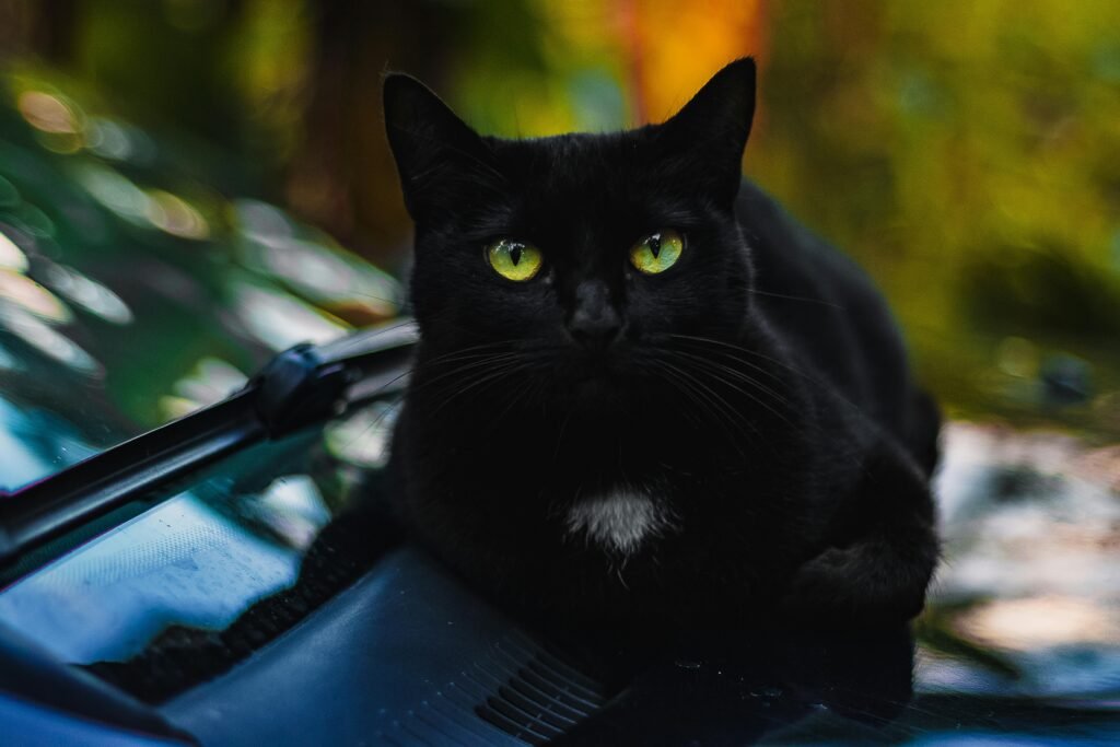How to Calm a Cat in a Car