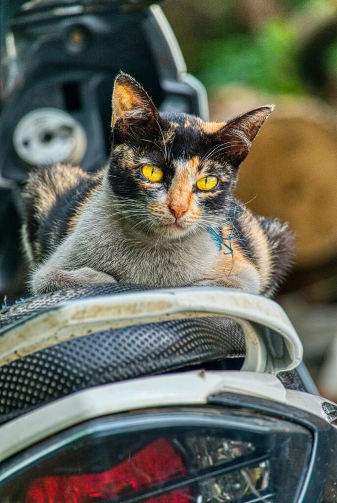 How to Calm a Cat in a Car